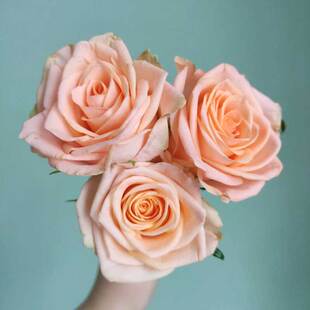 月季 经典 花苗 浅橘粉 切花玫瑰盆 柏拉图小苗 丰花多季 新品