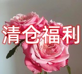 福利中苗 特惠 不满送 介意慎拍 夏季 不参加其他优惠活动 不送