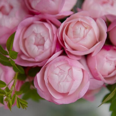 丰花勤花盆栽阳台月季春色满园