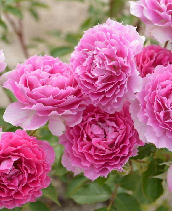 天方夜谭浓香灌木丰花多季节开花