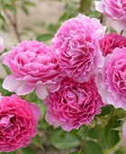 浓香灌木 花苗 丰花多季 天方夜谭 节开花 月季 阳台花卉 盆栽地栽