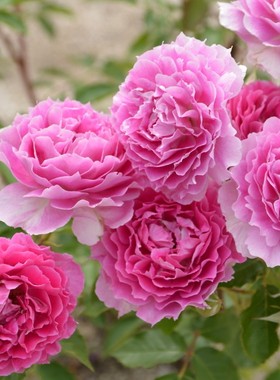 天方夜谭 浓香灌木 丰花多季节开花 月季花苗 阳台花卉 盆栽地栽