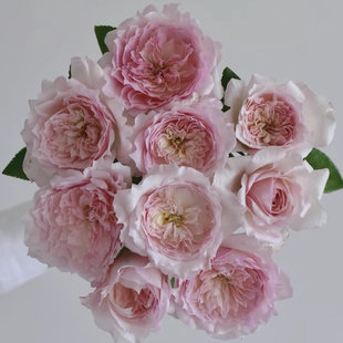 乐咲/笑声中苗 月季花苗灌木耐热耐寒盆栽阳台庭院多季开花