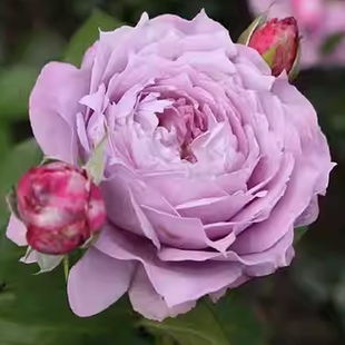 大花浓香灌木勤花月季 诺瓦利斯 花苗 月季 阳台庭院盆栽 蓝花诗人