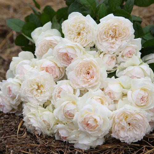 波莱罗多季丰月季小苗