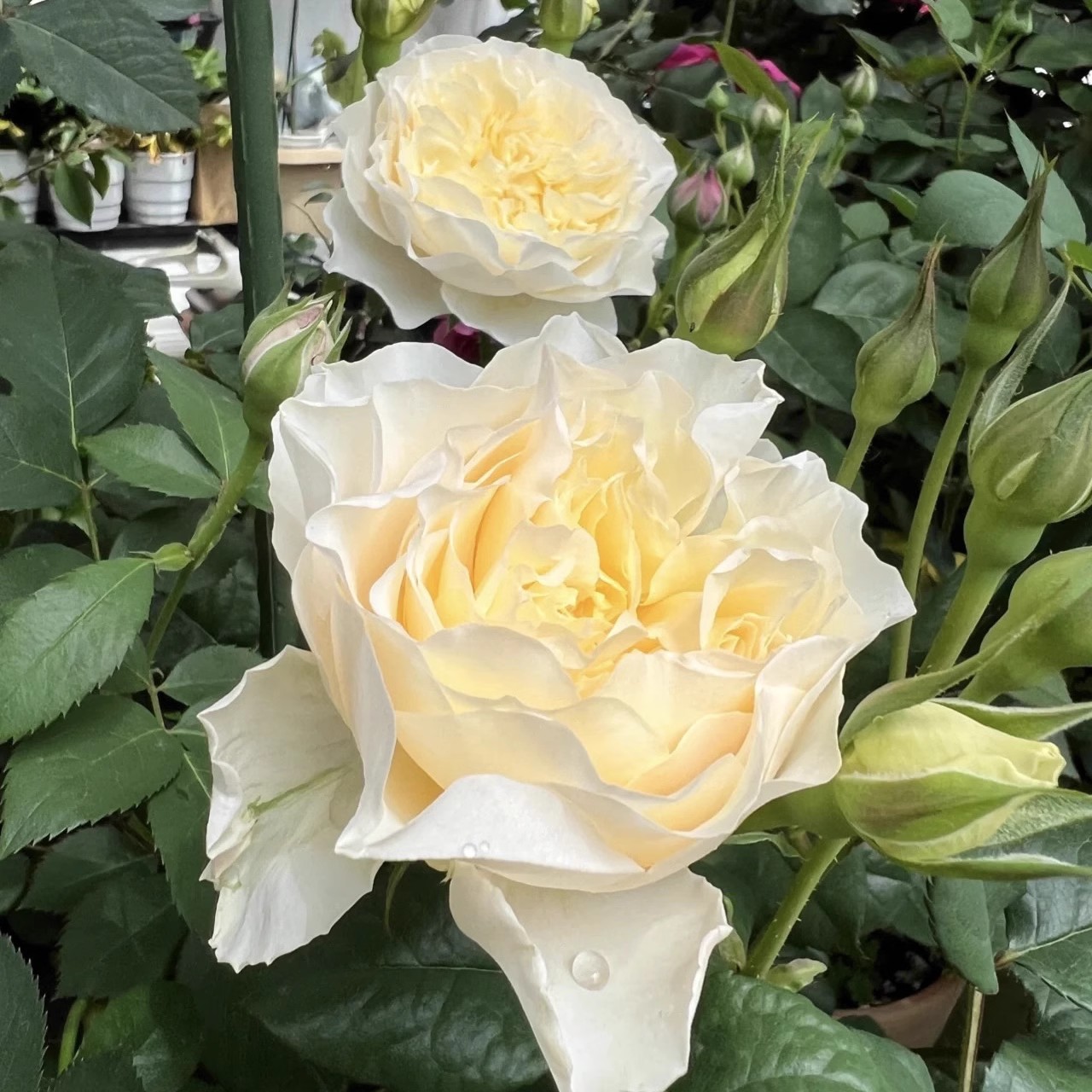 尤金妮小苗超新品奶油杏色多头丰花直立奥斯汀切花玫瑰盆栽地栽