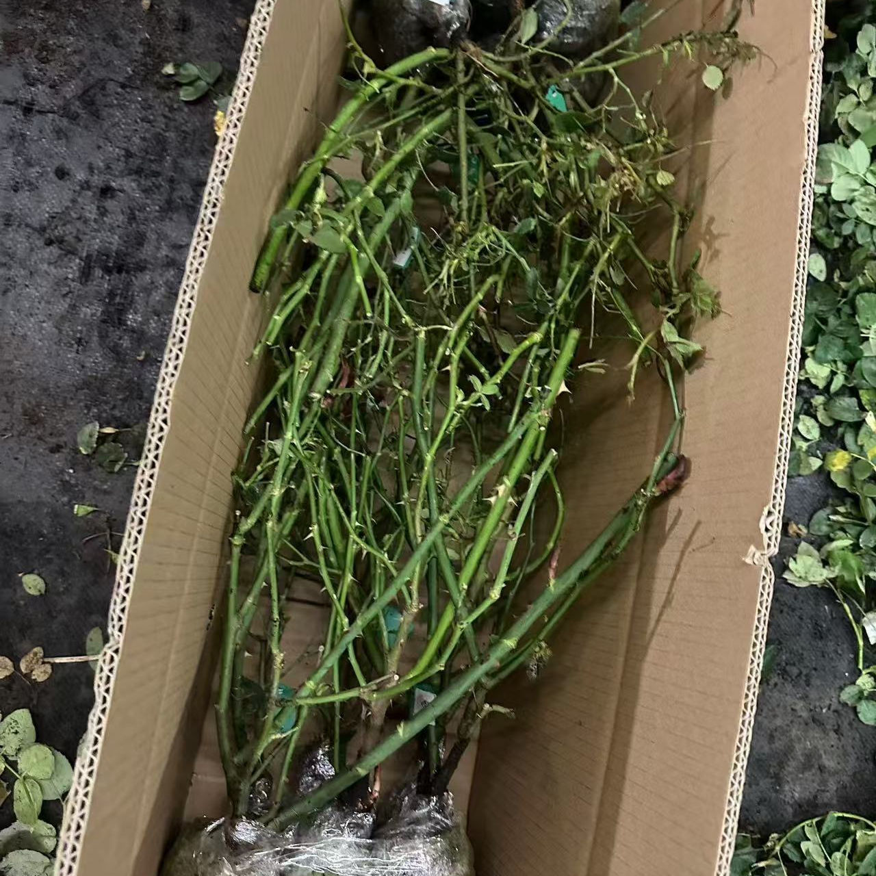 中苗盲盒裸根发货随机5棵