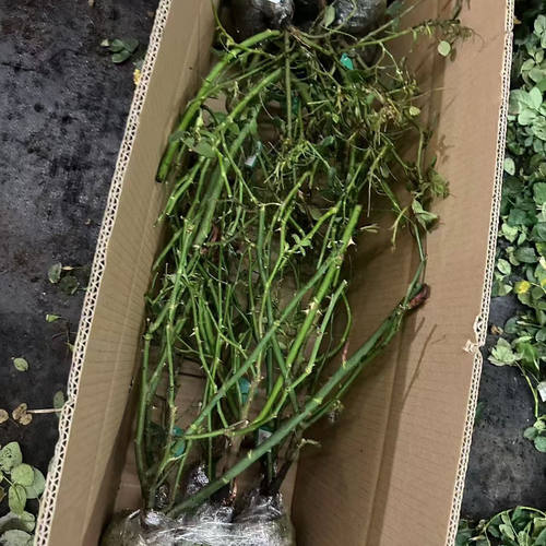 中苗盲盒裸根发货随机5棵