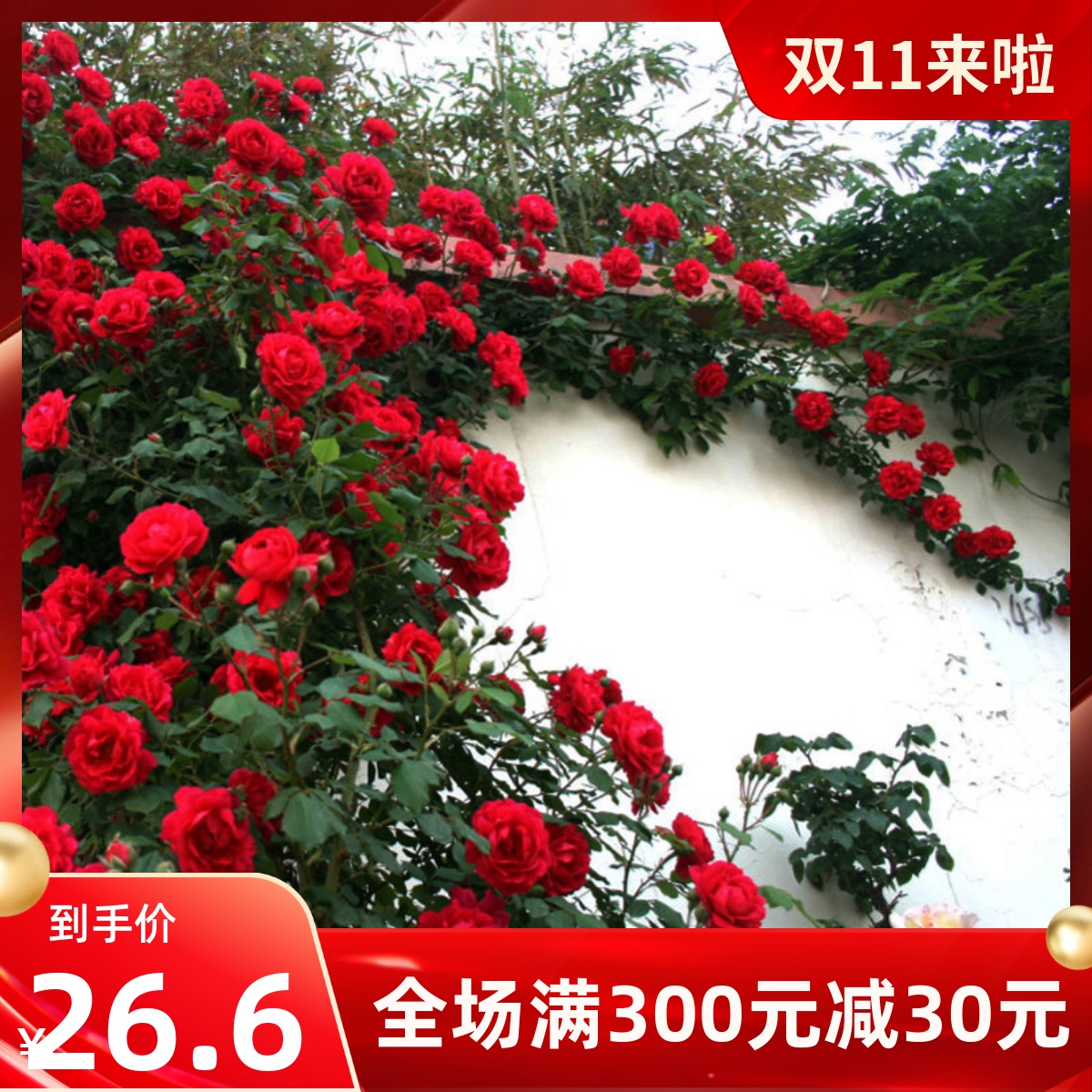 小女孩大盆 藤本 扦插栽好中苗绿植盆栽花卉庭院阳台 丰花月季