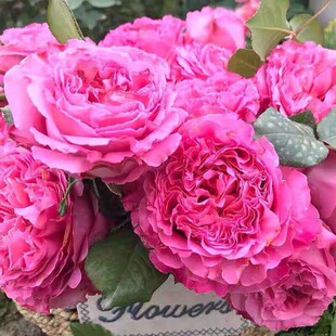 仙王座中苗栽好粉色大花阳台楼顶庭院盆栽绿植月季花苗