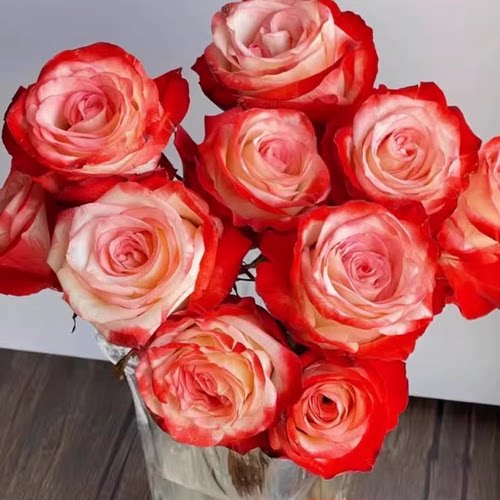 新品法尔法拉小苗 花期长切花月季耐热耐雨长势快抗病性优秀