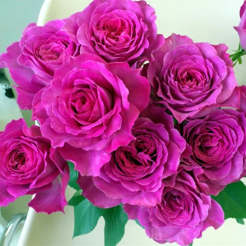 伊芙蓝宝石春色满园月季苗大花