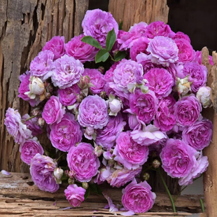 玛姬婶婶中苗 丰花微月 带盆栽好多季开花 盆栽阳台花园庭院 月季