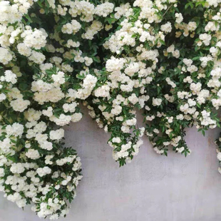 白木香中苗  1加仑 藤本四季攀援蔷薇盆栽花卉