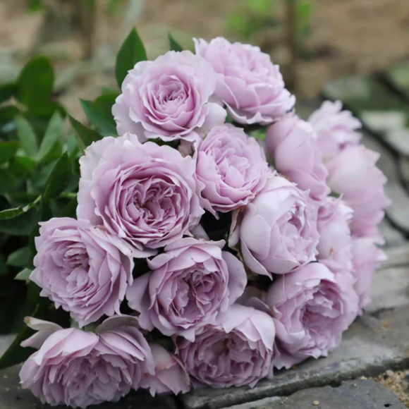 空蒙中苗稀有扦插月季紫色