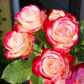 花苗 摩纳哥公爵 灌木月季 丰花品种耐开盆栽地栽阳台庭院楼顶绿