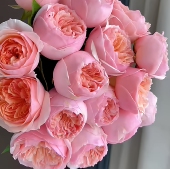 罗密欧月季 粉朱 勤花灌木粉色朱丽叶耐热耐冷抗病勤花