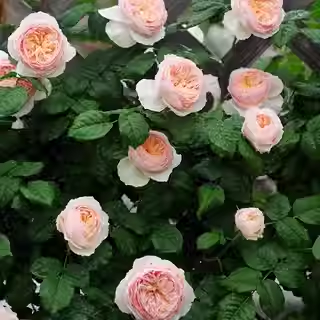 涵仙扦插藤本浓香大花切花多季阳台庭院绿植花卉耐晒耐雨淋