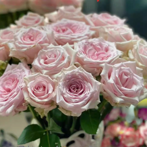 丹帝香水切花灌木中苗月季高级的