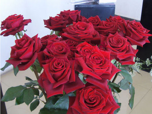 黑魔术  切花月季 暗红色玫瑰 大花 盆栽绿植 庭院阳台 月季花苗
