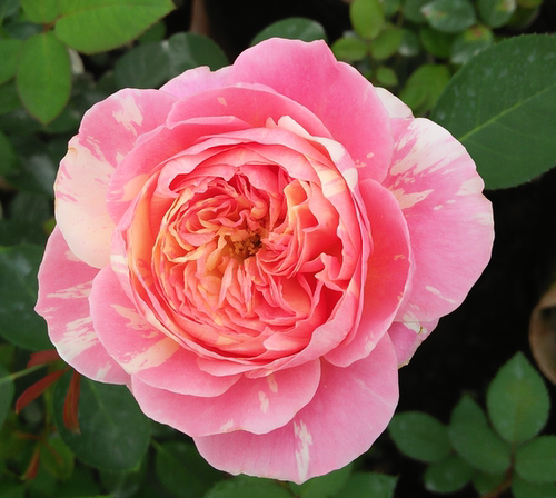 莫奈小苗条纹盆栽地栽月季花苗