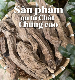 整根越龙根或切片野生正品补元气油性十足中越阿松现收山货滋补