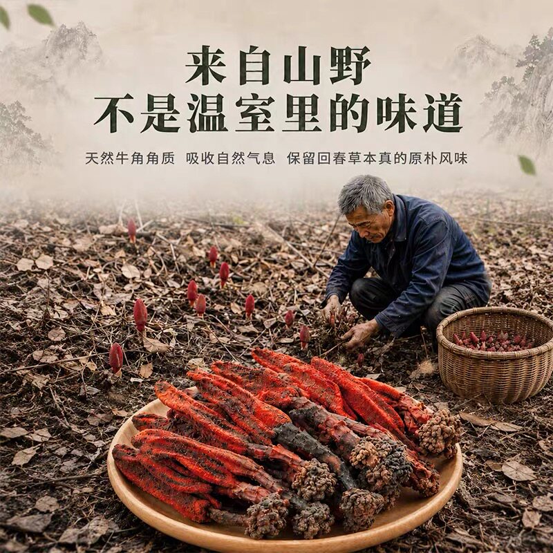 深山野生回春草正品搭配不老草顶天柱草苁蓉泡水泡酒中缅边境云南