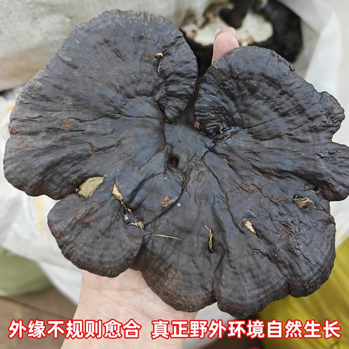 云南天然黑灵芝不苦整枝灵芝切片带腿林芝干货煲汤泡酒阿松现收