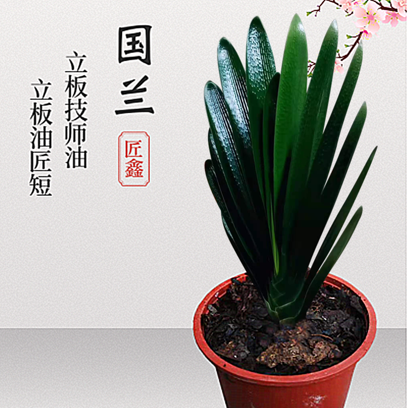 长春精品君子兰麻脸国兰宽短叶技师油匠钢板立板包邮花卉盆栽植物,鲜花速递/花卉仿真/绿植园艺,绿植,淘宝优惠券,粉丝福利购,淘宝优惠卷