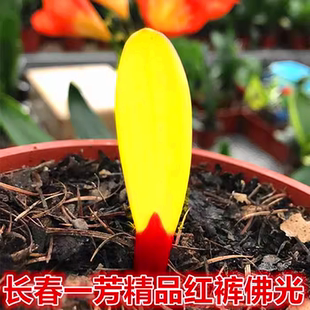 长春一芳君子兰精品佛光一叶小苗圆头短叶彩兰鸳鸯虎头一线天福伦