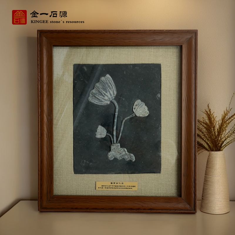 天然古生物海百合化石科普标本贵州关岭客厅玄关家居装饰摆台礼品