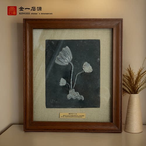 古生物天然海百合化石