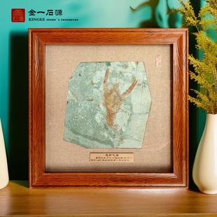 辽西天然古生物化石原石标本奇异环足虾奇石原板装饰相框龙虾化石