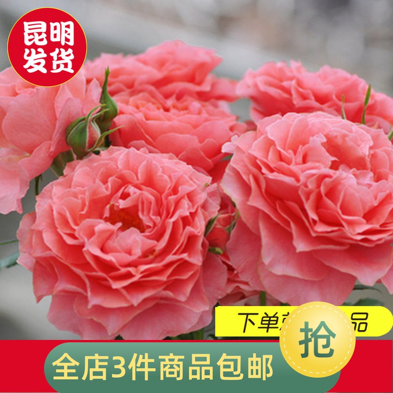月季新品种多少钱 月季新品种优惠券免费领取 有条鱼 月季新品种多少钱 月季新品种优惠券免费领取 有条鱼