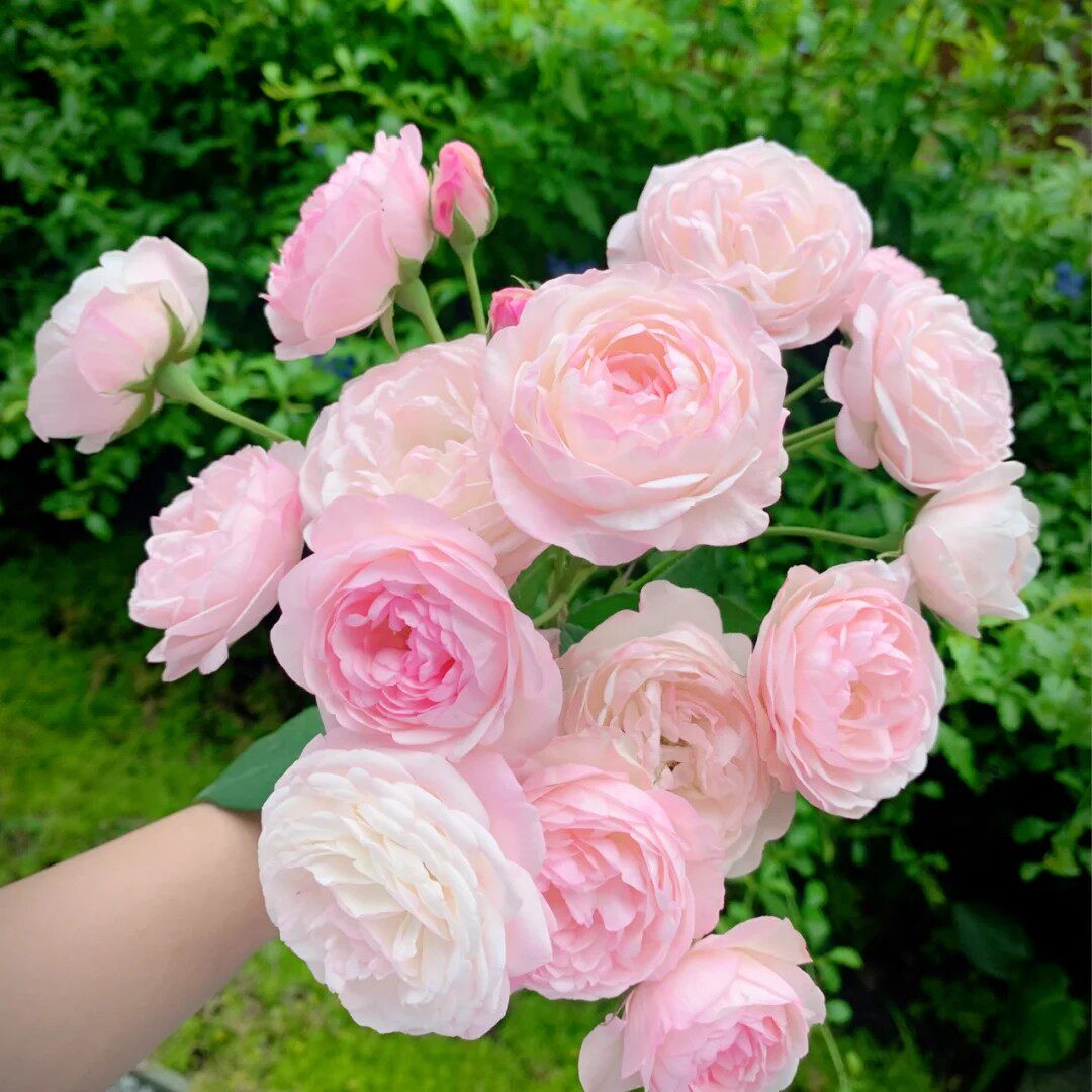 草莓杏仁饼月季四季开花机器庭院露台花卉绿植耐热抗病新手易种