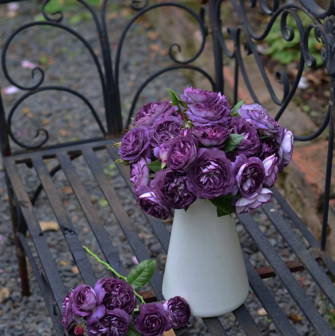 圣十字军一加仑盆带盆发货包邮