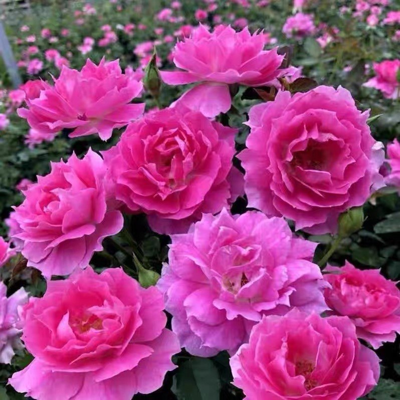 欧月 大花 超丰花月季花苗强香品种天方夜谭(sheherazad)