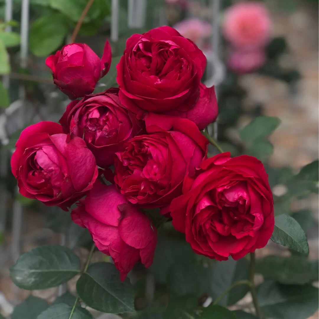 红色龙沙宝石欧月新款月季攀缘花卉爬藤植物大花藤本盆栽耐寒耐热