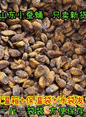 农家新鲜小蚕蛹山东特产桑蚕蛹冷冻茧蛹子干净非活体批发包邮
