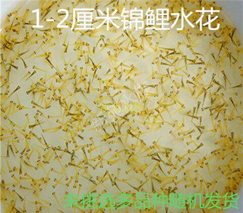 纯种鱼苗混合花色锦鲤渔场直销