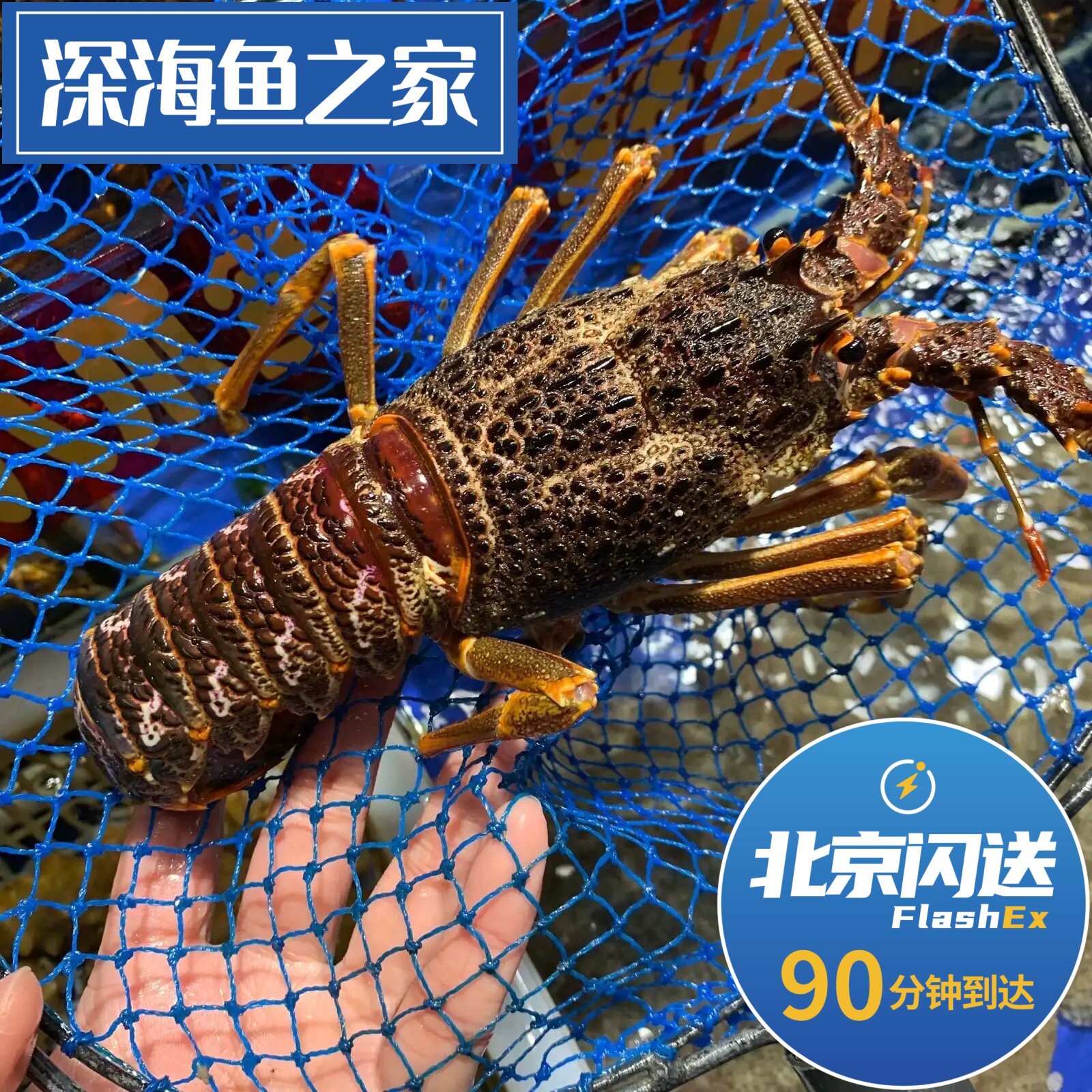 北京闪送4两-1斤/只鲜活南非龙虾仔澳龙仔小澳龙南非龙虾刺身