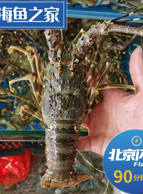 北京闪送 5两到1斤1只鲜活小青龙印尼鲜活龙虾仔青龙仔海鲜龙虾仔
