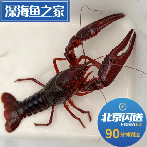 北京闪送 500g 鲜活野生白洋淀小龙虾 清水虾 新鲜水产可加工
