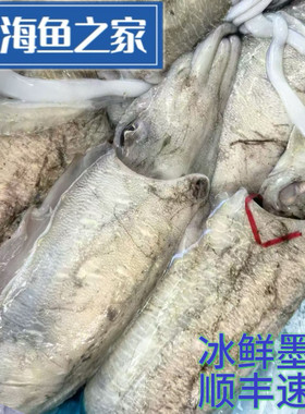 冰鲜大墨鱼 乌贼海捕墨鱼乌贼 墨斗鱼 海鲜水产
