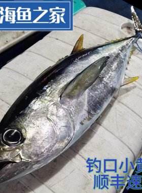 南海 东海自然海域生长 冰鲜整条黄鳍金枪鱼 海鲜水产 10-25斤