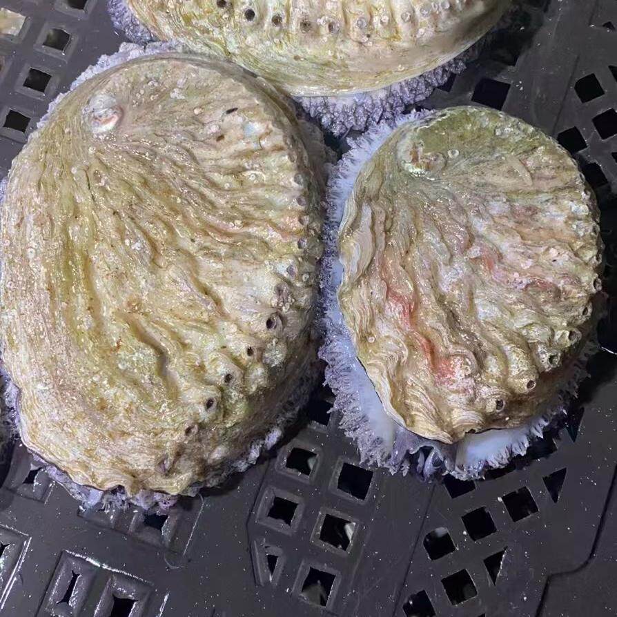 北京闪送进口南非珍珠鲍南非特产鲍鱼鲜活南非珍珠鲍鱼 白玉鲍鱼