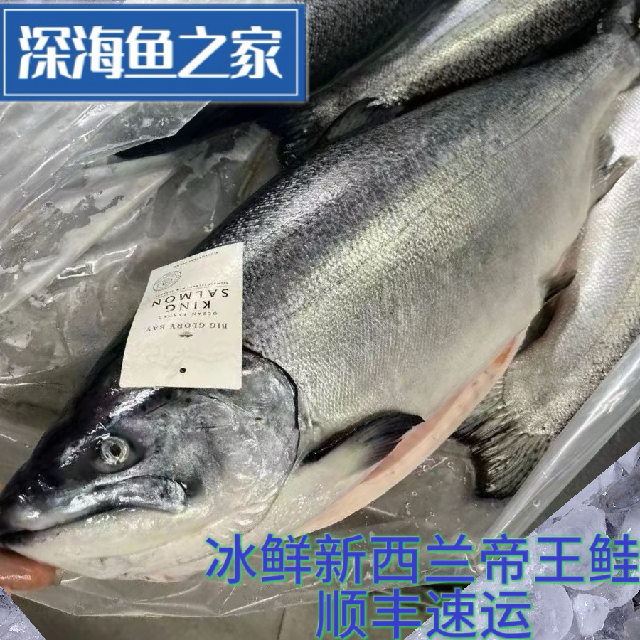 冰鲜整条新西兰帝王鲑  冰鲜三文鱼 海鲜水产图片