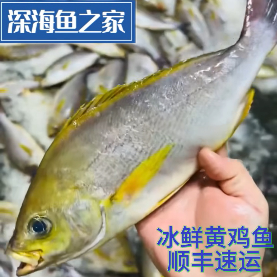 冰鲜野黄鸡鱼 黄鸡仔 三线矶鲈 2-4斤/条