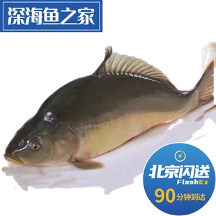 北京闪送 鲜活松花江鱼三道麟鱼 2.5-3斤/条黑龙江特产 淡水鱼