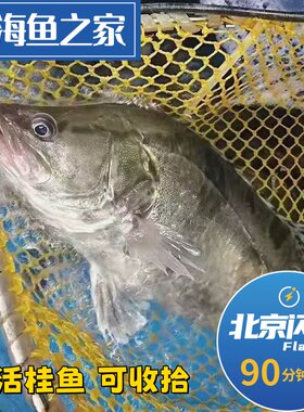 北京闪送1.5-2斤一条鲜活鳜鱼 桂鱼鲜活水产松鼠鱼臭鳜鱼